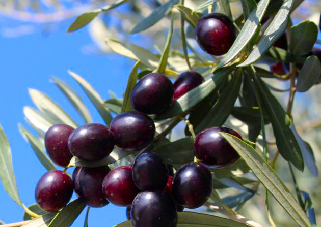 Olive fresche di qualità