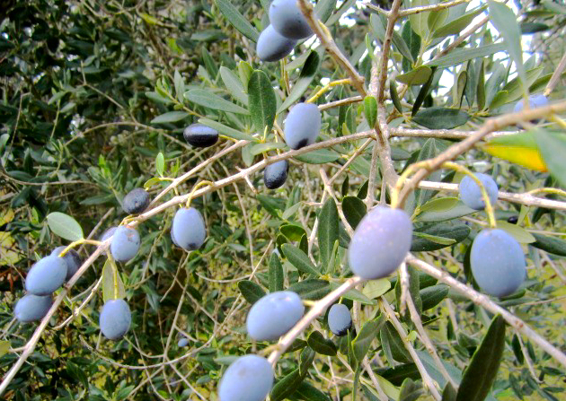 Olive fresche di qualità