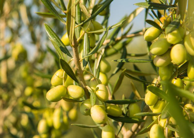 Olive fresche di qualità